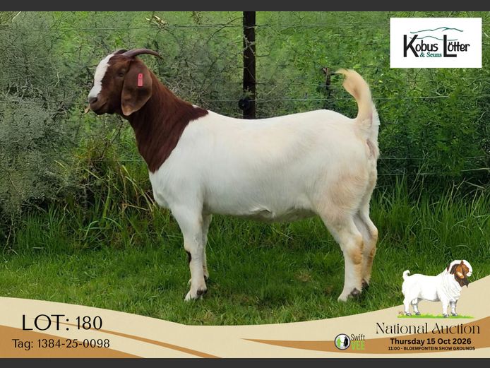 1384-25-0098 | Doornpoort Boerbokke