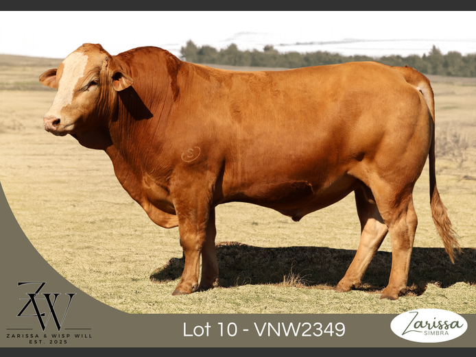 VNW2349C | ZARISSA