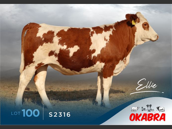 S2316 | OKASIM SIMMENTALERS