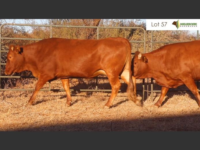 Kommersiële Vroulike Diere