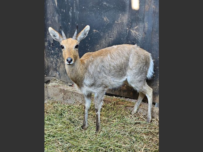 RIBBOK | BUFFELSPOORT