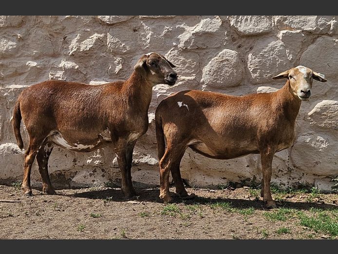 Ooie | D2 Meatmasters