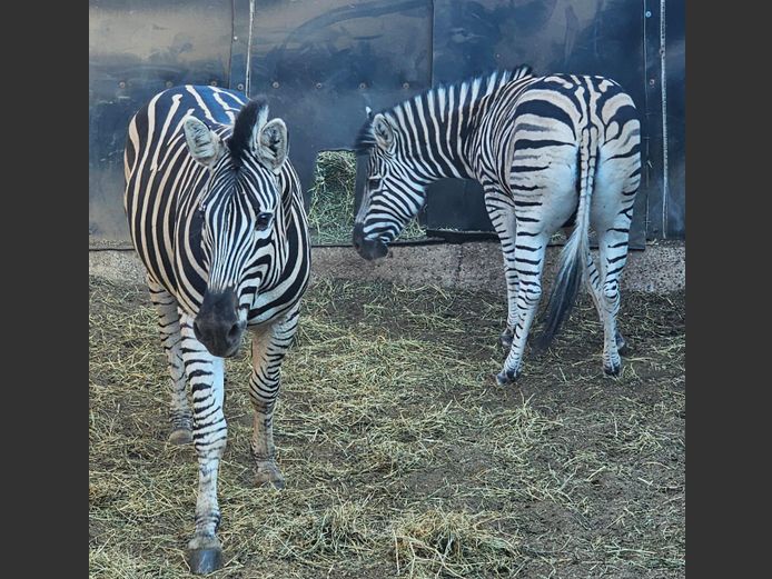 ZEBRA | ZWARTKLOOF