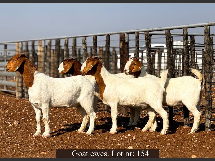 COMMERCIAL EWES | George Pearson