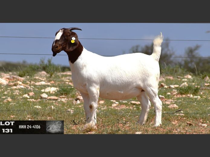 HWH24-4106 | G VAN WYK