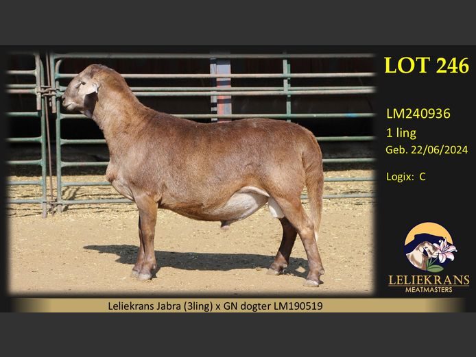 LM240936 | LELIEKRANS MEATMASTERS