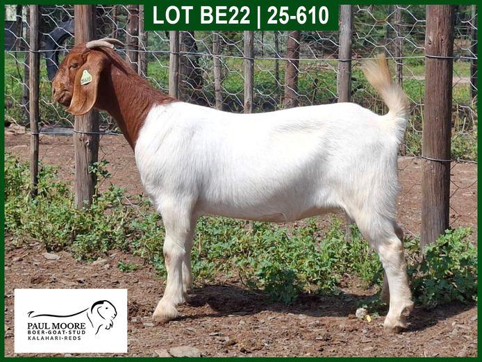 25-610 | Mooredale