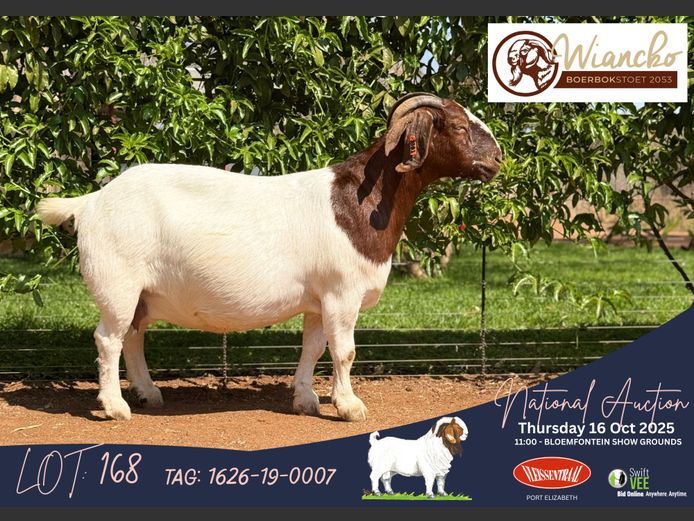 1626-19-0007 | Jacques Combrinck (Wiancko Boerbokstoet)