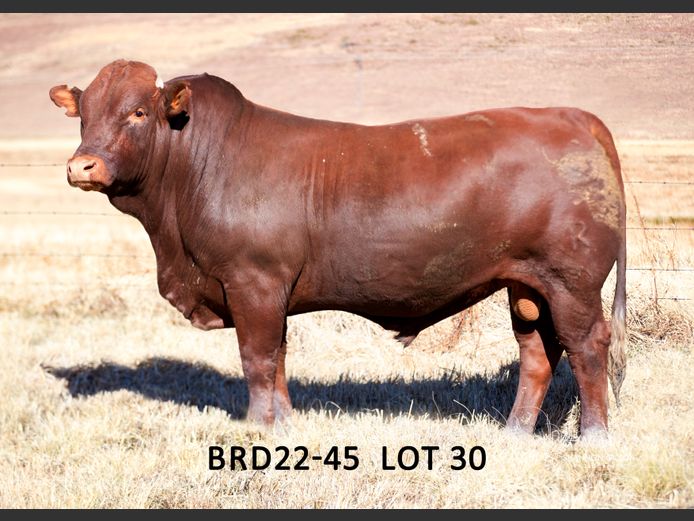 BRD 220045 | DIEPFONTEIN TRUST