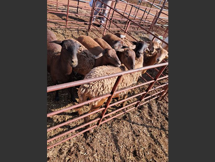 MEATMASTER | NAZARDI BOERDERY