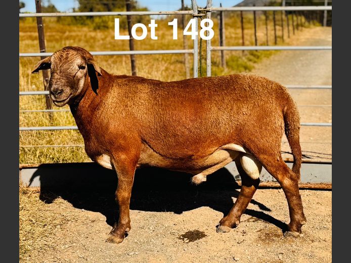 SK24315 | S. Kirsten