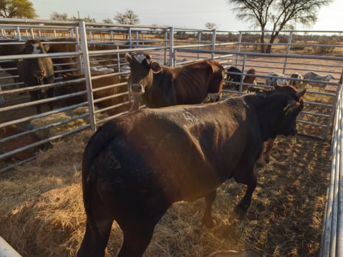 VAN NIEKERK PJ | DAIRY CATTLE 