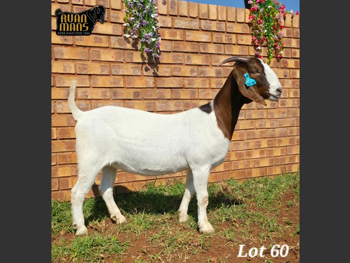 1584 25-38 | Ruan Mans Boer Goat Stud