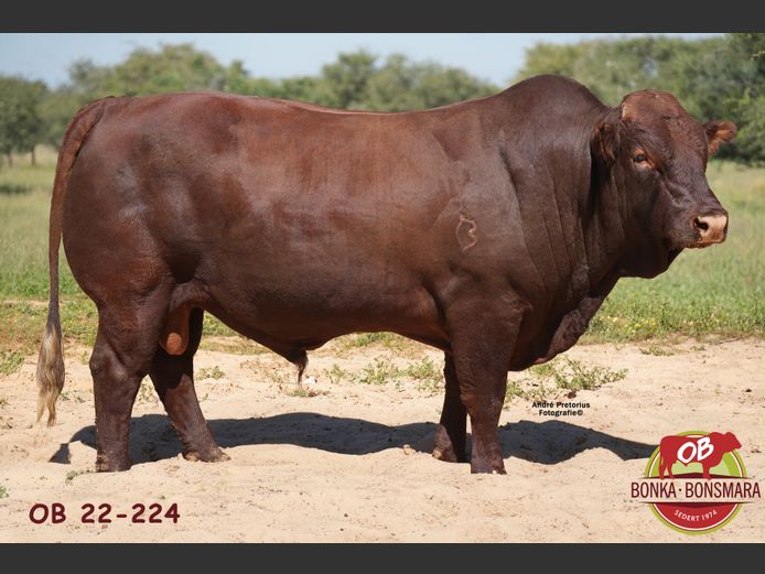 OB  220224 | BONKA BONSMARA (PTY) LTD