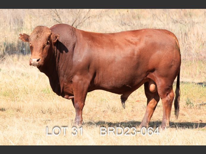 BRD 230064 | DIEPFONTEIN TRUST