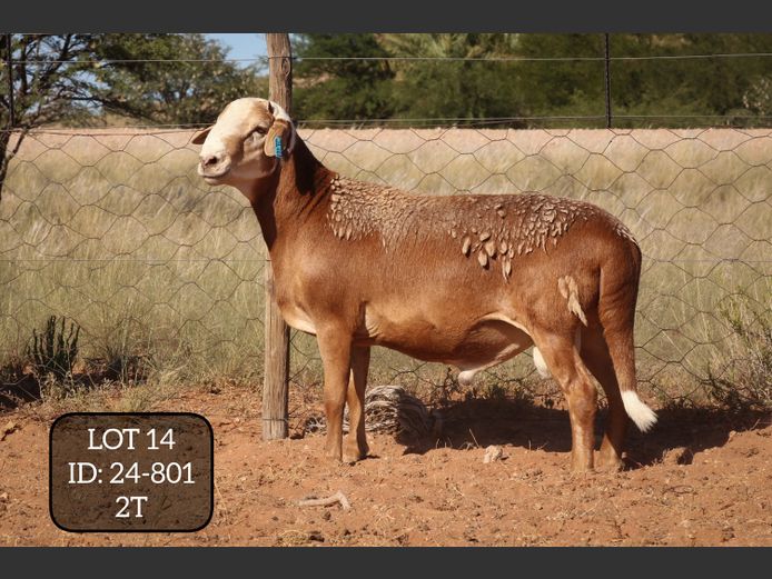 24-801  | MAKKA LOUWRENS MEATMASTERS