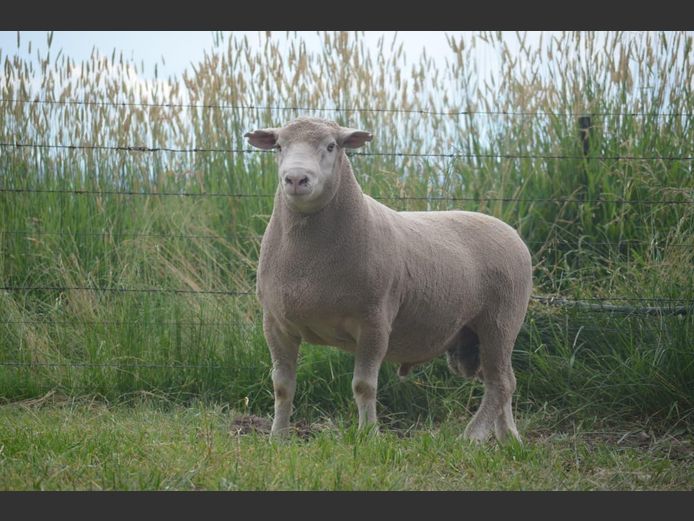 T 240478 | TWEE BROERS DORMER STOET