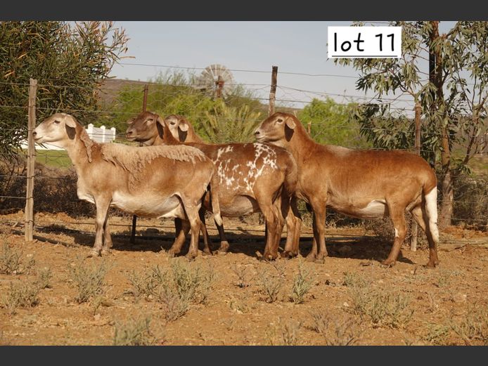 WS  202452 | WILGERBOOM BOERDERY