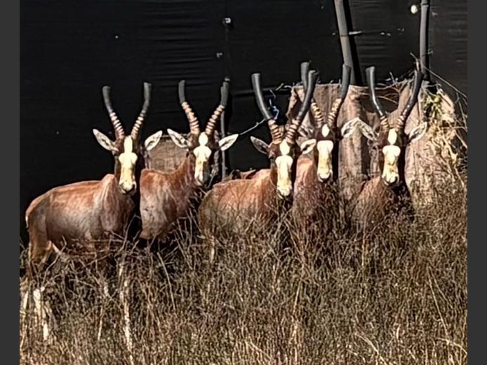 Blesbok Jagramme