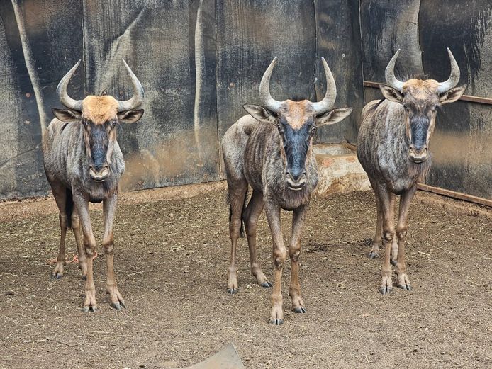 BLUE WILDEBEEST | NYLSVLEI GAME