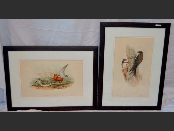 LOT OF 2: FRAMED BIRD PRINTS, 51 x 31.5cm