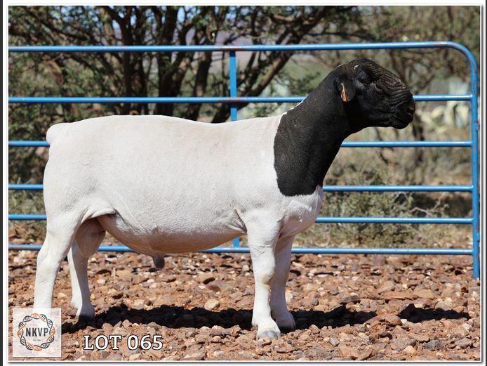 1643 24 0289 | C.C. VAN DEVENTER