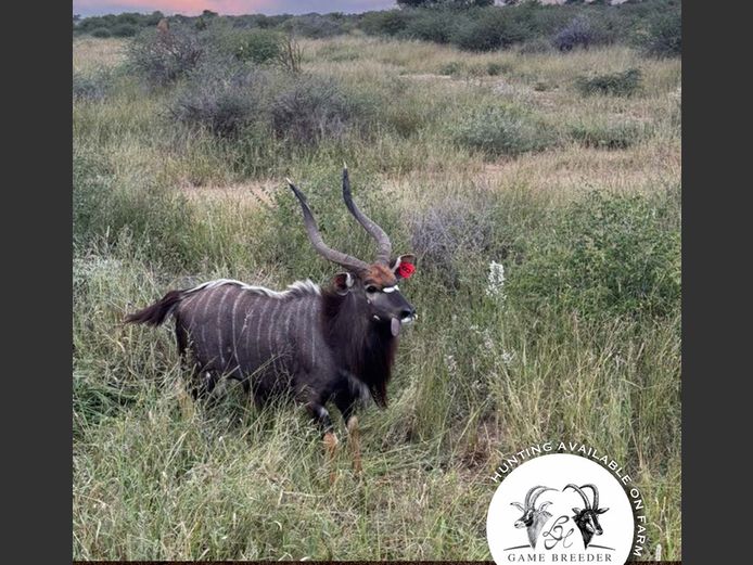 Nyala Bull | WATERBERG PLATO GAME BREEDERS
