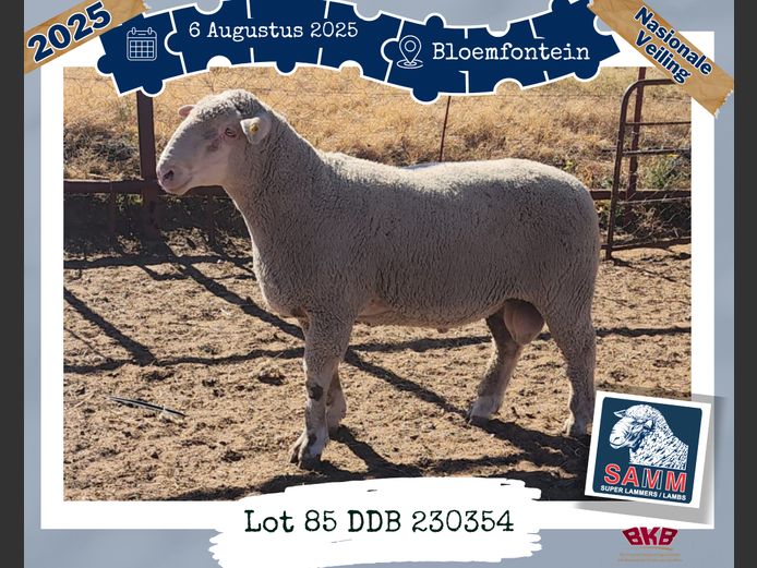 23-0354DDB | DU BRUYN A J