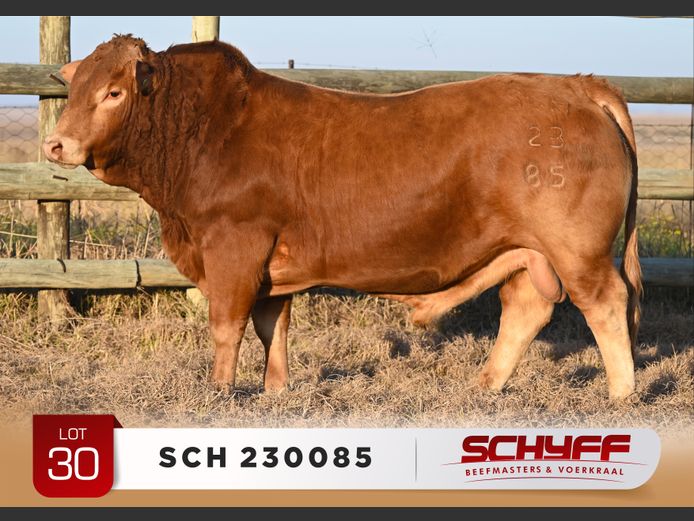 SCH 230085