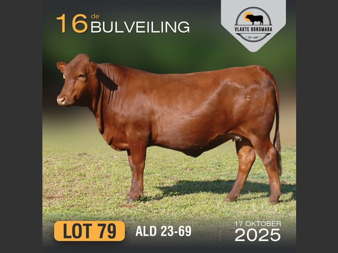 ALD 230069 | ALDIGO BONSMARAS