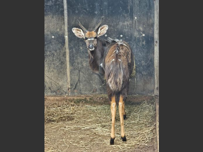 NYALA | BIRKEN VERVOER