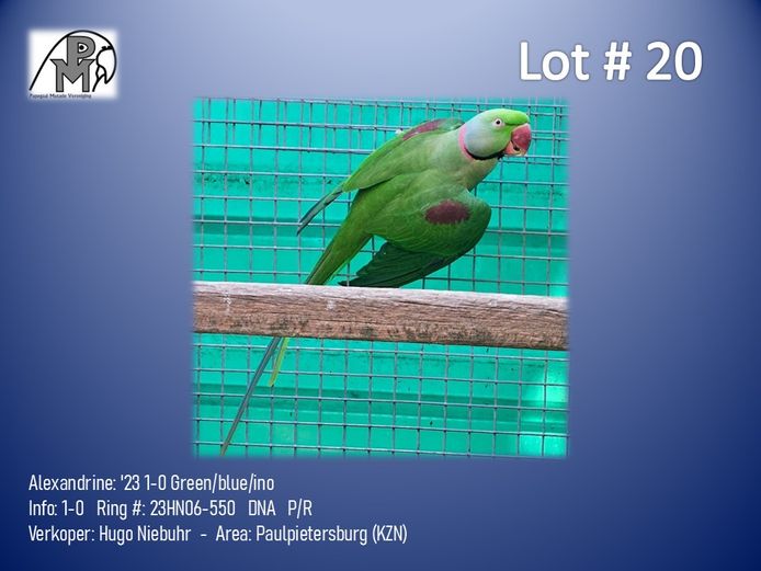 1-0 '23 Alexandrine: Green/blue/ino - Hugo Niebuhr