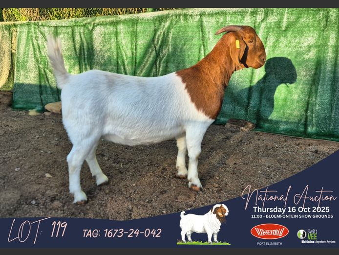 762-24-473 | Lukas Burger Boerbok Stoet
