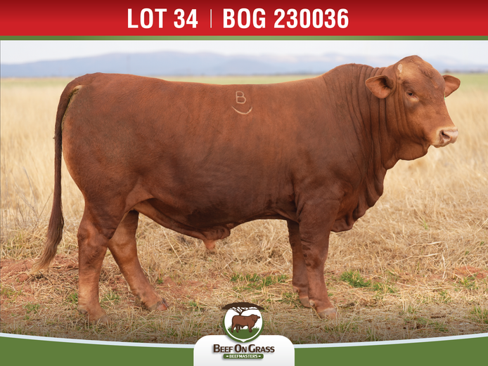 BOG 230036 | BEEF ON GRASS PTY LTD