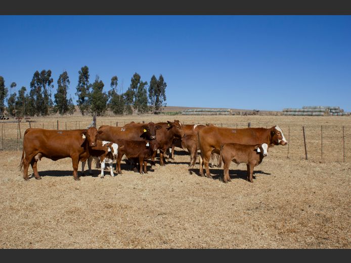 Commercial Animals | Lila Simbra 