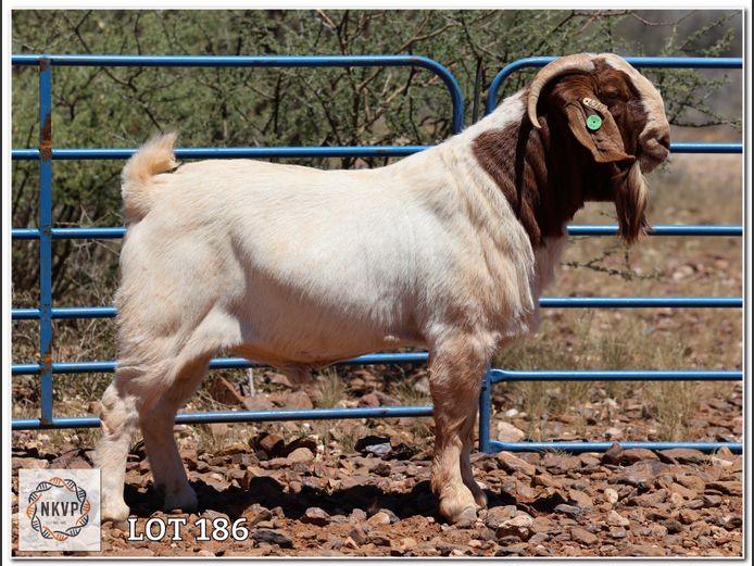 617 24 0240 | LOUIS VAN RENSBURG, H/A LEEUPUT TRUST