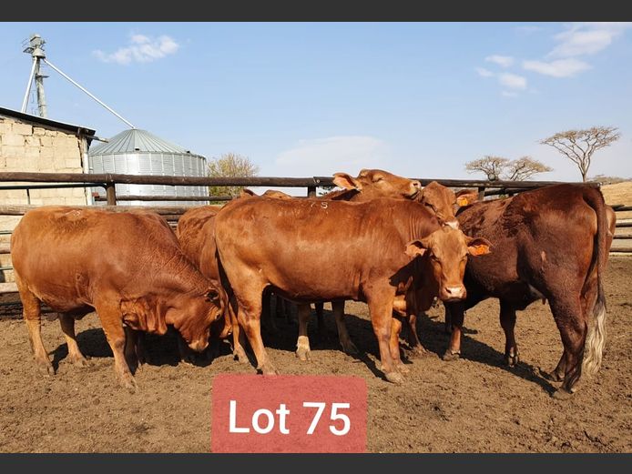 Heifers in Calf