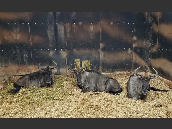 BLUE WILDEBEEST | ZEBULA