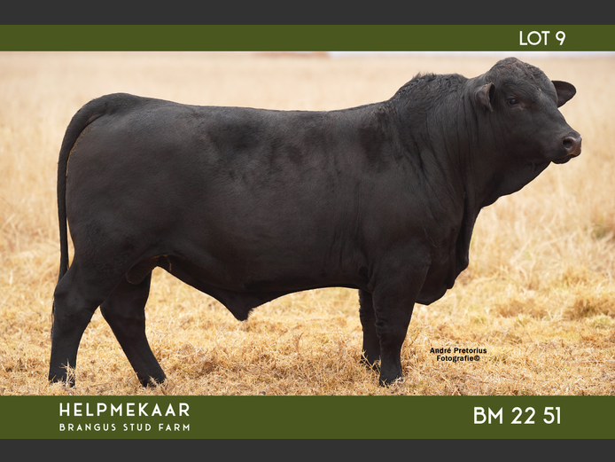BM2251 | CAMPHER, DR. EJ