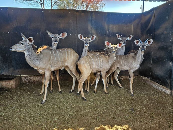 KUDU | KRUISRIVIER