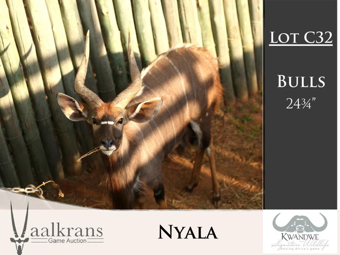 Nyala Bulls