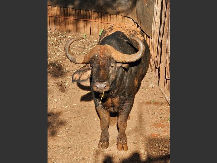 BUFFELS | M COETZEE