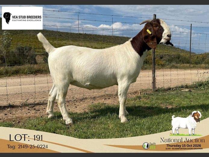 2149-25-0224 | VEA Stud Breeders
