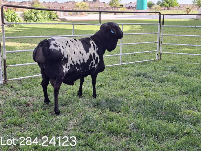 24-123 | Wiese Besigheidstrust