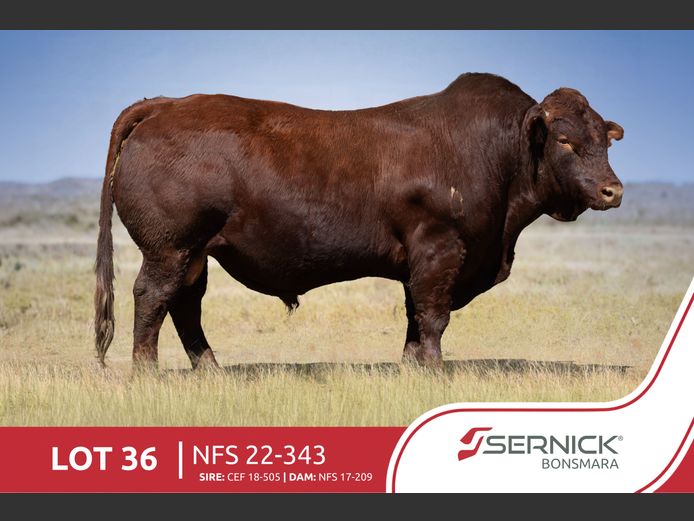 NFS 220343 | SERNICK BONSMARA STOET