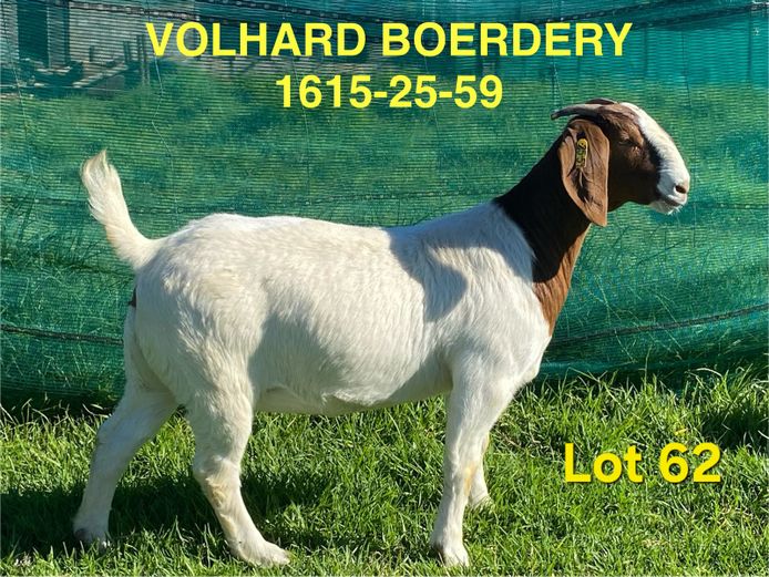 1615-25-59 | Volhard Boerbokstoet