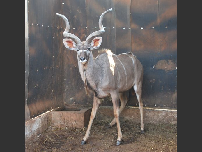 KUDU | MABALINGWE