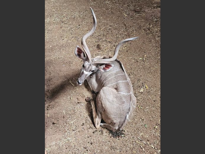 KUDU | S VAN ZYL