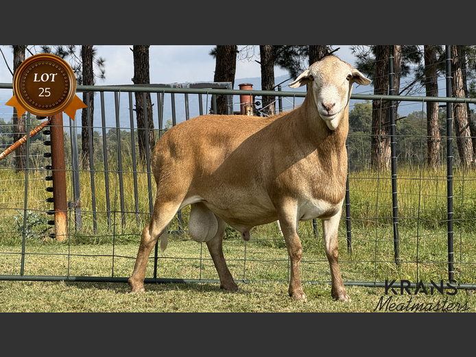 Lot 25 | BOSVELD MEATMASTER KLUB | SwiftVEE | South Africa’s Leading ...