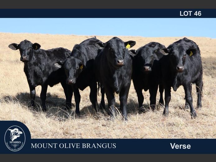 DD23484 | MOUNT OLIVE STABLES (PTY) LTD
